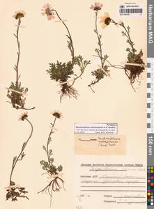 Chrysanthemum zawadzkii subsp. peleiolepis (Trautv.) Zuev, Сибирь, Якутия (S5) (Россия)