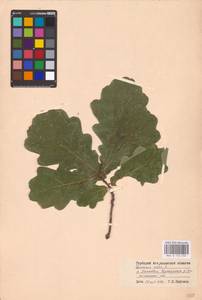 Дуб черешчатый, Дуб обыкновенный L., Восточная Европа, Нижневолжский район (E9) (Россия)