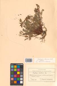 Остролодочник охотский Bunge, Сибирь, Чукотка и Камчатка (S7) (Россия)