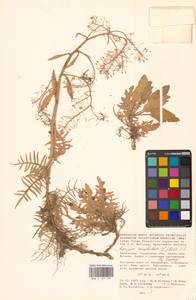 Жерушник земноводный (L.) Besser, Средняя Азия и Казахстан, Прикаспийский Устюрт и Северное Приаралье (M8) (Казахстан)