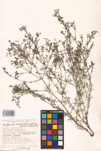 Cynanchica graveolens (M.Bieb. ex Schult. & Schult.f.) P.Caputo & Del Guacchio, Восточная Европа, Южно-Украинский район (E12) (Украина)