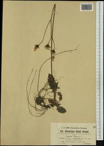 Hieracium caesioides subsp. rionii (Gremli) Zahn, Западная Европа (EUR) (Италия)