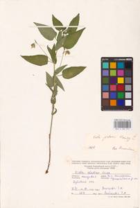 Viola jordanii Hanry, Восточная Европа, Молдавия (E13a) (Молдавия)