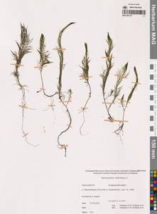 Уруть мутовчатая L., Сибирь, Чукотка и Камчатка (S7) (Россия)