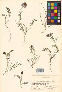 Астрагал альпийский L., Сибирь, Чукотка и Камчатка (S7) (Россия)