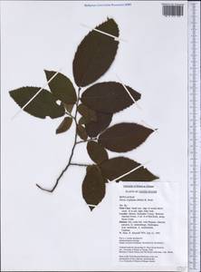 Ostrya virginiana (Mill.) K.Koch, Америка (AMER) (США)