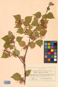 Betula pendula subsp. mandshurica (Regel) Ashburner & McAll., Сибирь, Чукотка и Камчатка (S7) (Россия)