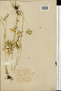 Лютик едкий L., Восточная Европа, Белоруссия (E3a) (Белоруссия)