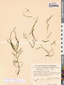 Рдест Фриза, Рдест Фриса Rupr., Сибирь, Якутия (S5) (Россия)