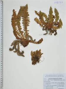 Щитовник пахучий (L.) Schott, Сибирь, Дальний Восток (S6) (Россия)