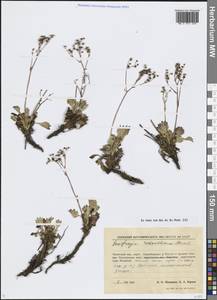 Камнеломка даурская (Willd.) Small, Сибирь, Чукотка и Камчатка (S7) (Россия)