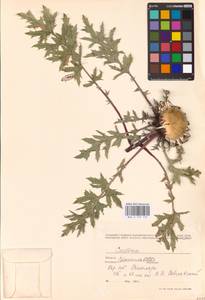 Carlina acanthifolia subsp. utzka (Hacq.) Meusel & Kästner, Восточная Европа, Западно-Украинский район (E13) (Украина)