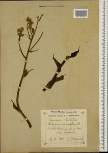 Lactuca macrophylla subsp. macrophylla, Кавказ, Грузия (K4) (Грузия)