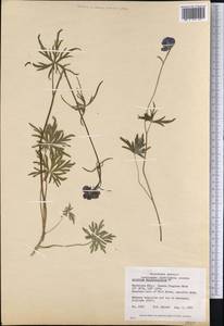 Борец живокостелистный DC., Америка (AMER) (Канада)