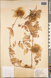 Ломонос бурый Turcz., Сибирь, Дальний Восток (S6) (Россия)