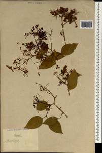 Magnoliopsida, Зарубежная Азия (ASIA) (КНР)
