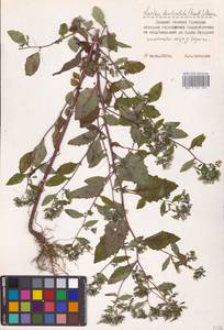Crepidiastrum denticulatum subsp. denticulatum, Сибирь, Дальний Восток (S6) (Россия)