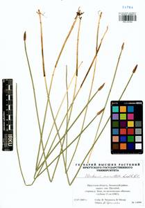 Болотница сосочковая (H.Lindb.) H.Lindb., Сибирь, Прибайкалье и Забайкалье (S4) (Россия)