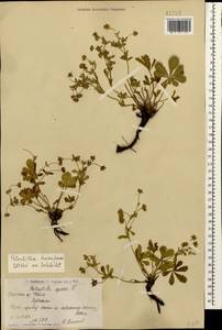 Лапчатка распростертая Willd., Кавказ, Армения (K5) (Армения)