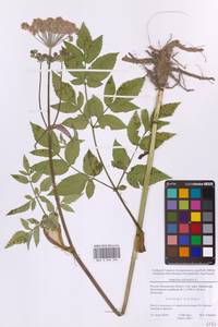 Дудник лесной L., Восточная Европа, Московская область и Москва (E4a) (Россия)