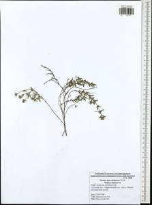 Thymus pannonicus All., Восточная Европа, Центральный район (E4) (Россия)