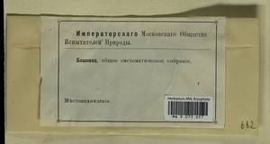 Polytrichum formosum Hedw., Гербарий мохообразных, Мхи - Западная Европа (BEu) (Неизвестно)