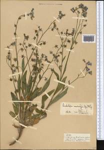 Lindelofia anchusoides subsp. anchusoides, Средняя Азия и Казахстан, Памир и Памиро-Алай (M2)