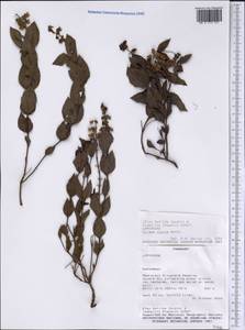 Ocimum ovatum Benth., Америка (AMER) (Парагвай)