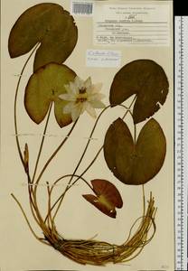 Nymphaea ×borealis E. G. Camus, Восточная Европа, Центральный район (E4) (Россия)