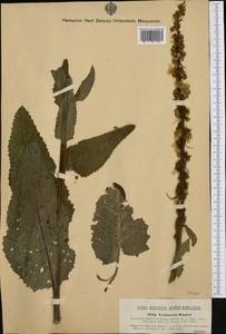 Verbascum nigrum subsp. nigrum, Западная Европа (EUR) (Венгрия)
