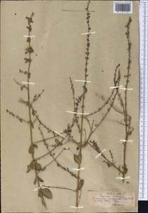 Salvia scrophulariifolia (Bunge) B.T.Drew, Средняя Азия и Казахстан, Памир и Памиро-Алай (M2)
