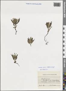 Arnebia minima Wettst. ex Stapf, Кавказ, Азербайджан (K6) (Азербайджан)