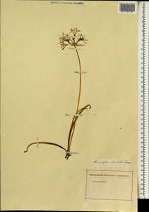 Nerine undulata (L.) Herb., Африка (AFR) (Неизвестно)
