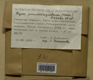 Ptychostomum pseudotriquetrum (Hedw.) J.R. Spence & H.P. Ramsay, Гербарий мохообразных, Мхи - Северный Кавказ и Предкавказье (B12) (Россия)