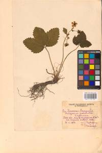 Земляника мускусная Duchesne, Восточная Европа, Северо-Западный район (E2) (Россия)