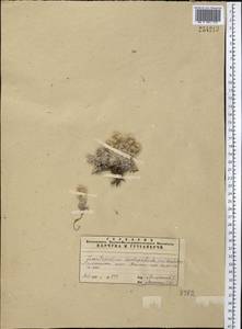 Leontopodium leontopodinum (DC.) Hand.-Mazz., Средняя Азия и Казахстан, Памир и Памиро-Алай (M2)