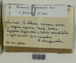 Dicranum flexicaule Brid., Гербарий мохообразных, Мхи - Красноярский край, Тыва и Хакасия (B17) (Россия)