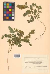 Lathyrus japonicus var. maritimus (L.) J.T.Kartesz & Gandhi, Сибирь, Чукотка и Камчатка (S7) (Россия)