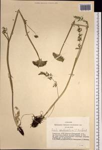 Жабрица скученная (L.) Rchb. fil., Сибирь, Алтай и Саяны (S2) (Россия)