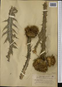 Onopordum illyricum, Западная Европа (EUR) (Италия)