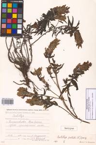 Кастиллея Павлова Rebrist., Сибирь, Чукотка и Камчатка (S7) (Россия)