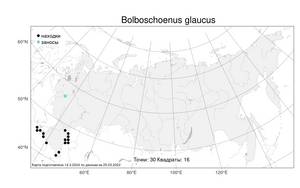 Bolboschoenus glaucus, Клубнекамыш сизый (Lam.) S.G.Sm., Атлас флоры России (FLORUS) (Россия)