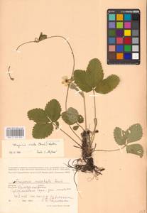 Земляника зеленая, Полуница Duchesne, Восточная Европа, Восточный район (E10) (Россия)