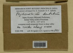 Ptychomitrium dentatum (Mitt.) A. Jaeger, Гербарий мохообразных, Мхи - Азия (вне границ бывшего СССР) (BAs) (Япония)