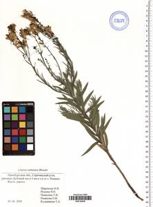Linaria biebersteinii subsp. ruthenica (Blonski) Ivanina, Восточная Европа, Восточный район (E10) (Россия)