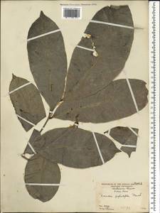 Sorindeia juglandifolia (A. Rich.) Planch. ex Oliv., Африка (AFR) (Сьерра-Леоне)
