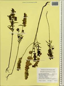 Rhinanthus serotinus var. vernalis (N. W. Zinger) Janch., Сибирь, Прибайкалье и Забайкалье (S4) (Россия)