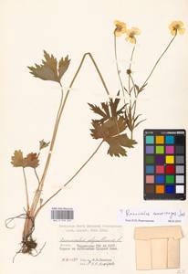 Ranunculus acris subsp. acris, Восточная Европа, Московская область и Москва (E4a) (Россия)