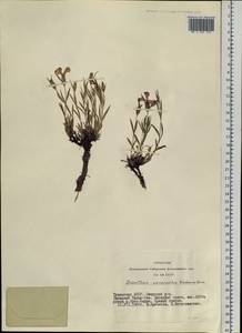 Гвоздика китайская L., Сибирь, Алтай и Саяны (S2) (Россия)