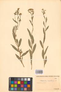 Жерушник австрийский (Crantz) Besser, Восточная Европа, Нижневолжский район (E9) (Россия)